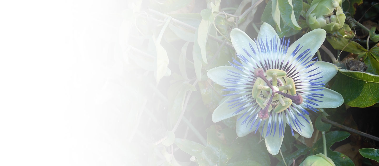 Praktijk voor Natuurgeneeskunde